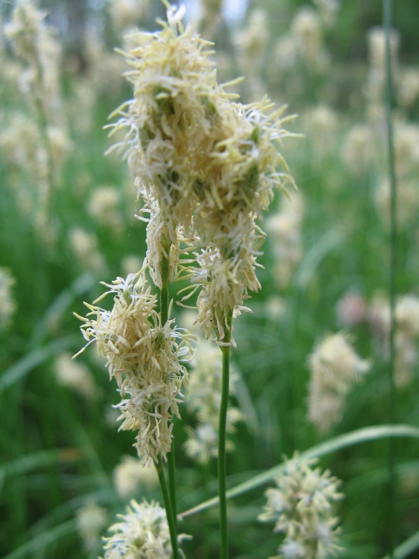 erba sottobosco - Carex sp.